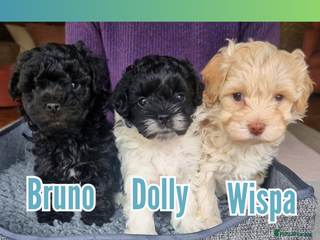 Maltipoo dogs Family-Raised F2 Toy Maltipoos✨DNA Clear✨Pedigree - Advert 4