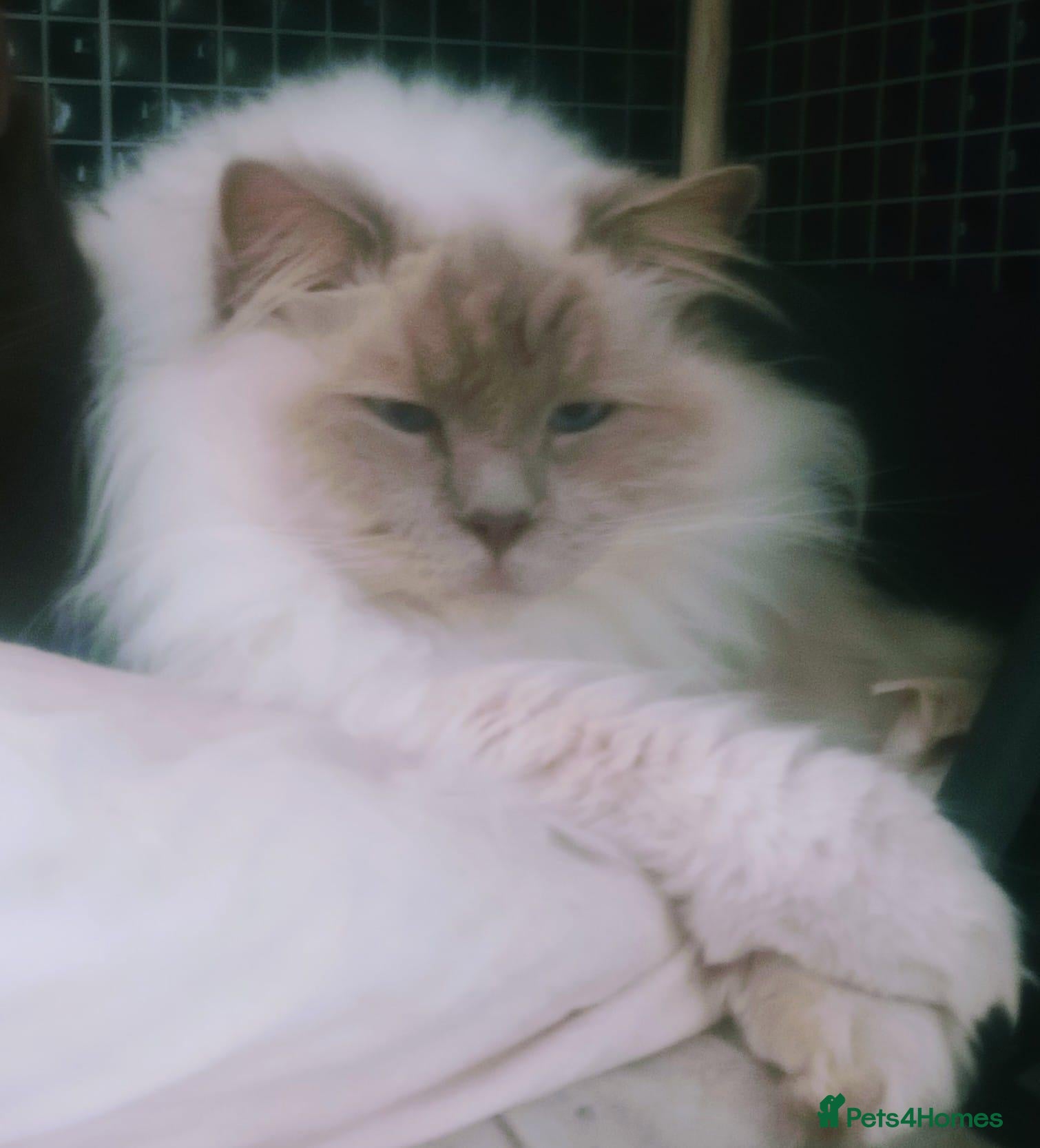 Ragdoll cats for sale: Lilac Point Ragdoll Cat - Advert 6