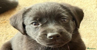 Labrador Retriever dogs - Advert 5