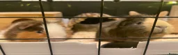 Guinea Pig rodents for sale: Two male guinea pigs with full set up and extras - Advert 6