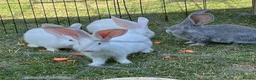 Continental Giant rabbits for sale: Red eyed white Continental Giant babies - Advert 5