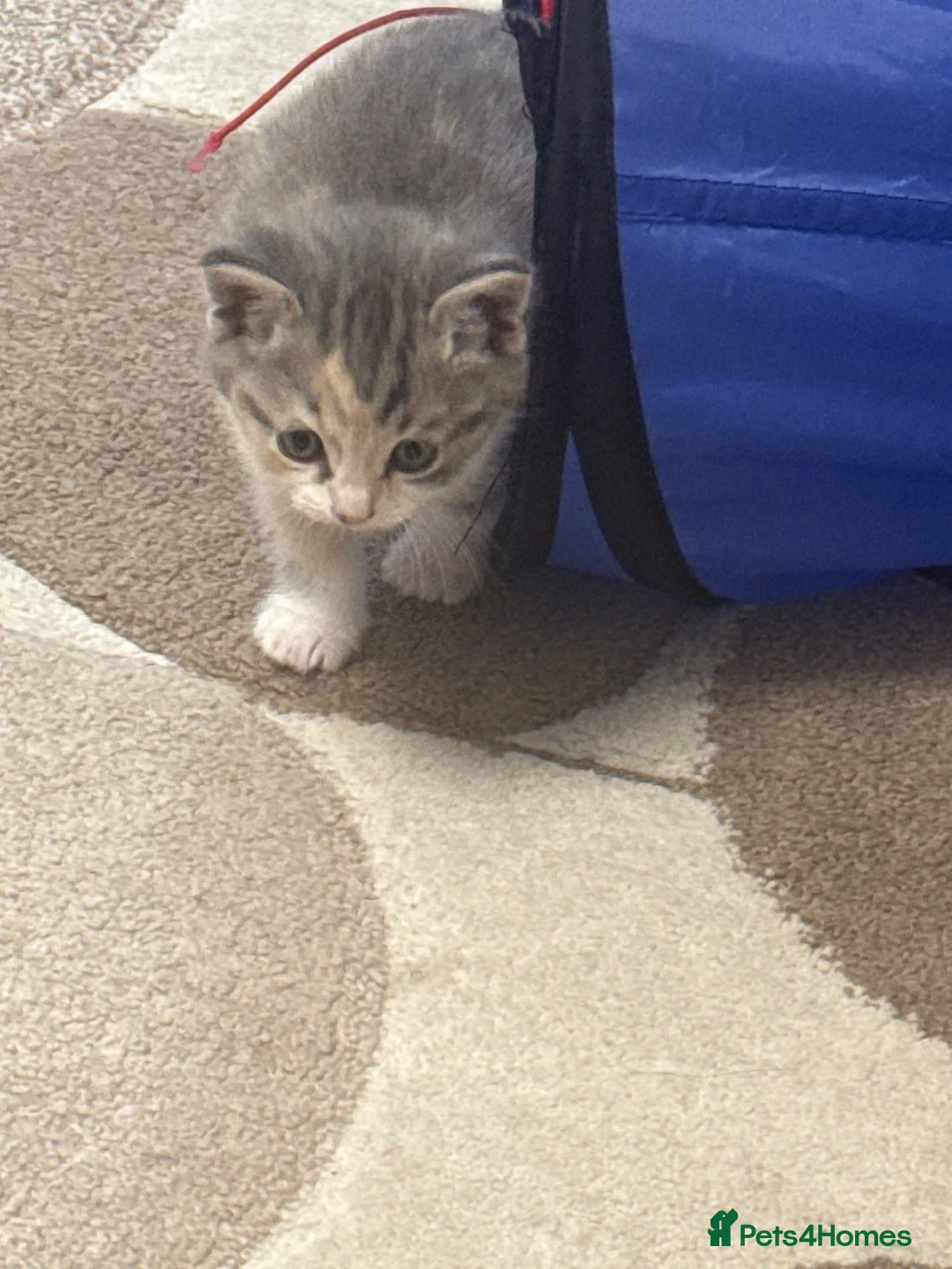Mixed Breed cats for sale: Beautiful female kittens in Ipswich - Advert 2