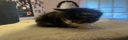 Mixed Breed cats for sale: Beautiful longhair kittens for sale  - Advert 4