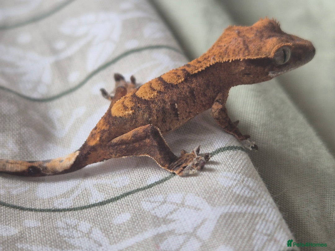 Gecko reptiles for sale: Beautiful Unsexed Crested Geckos ⬇️  - Image 13