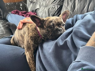 French Bulldog dogs - Advert 28