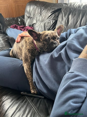 French Bulldog dogs - Advert 1