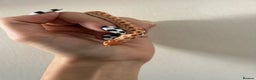 Snake reptiles for sale: Albino Weston hognose  - Advert 2