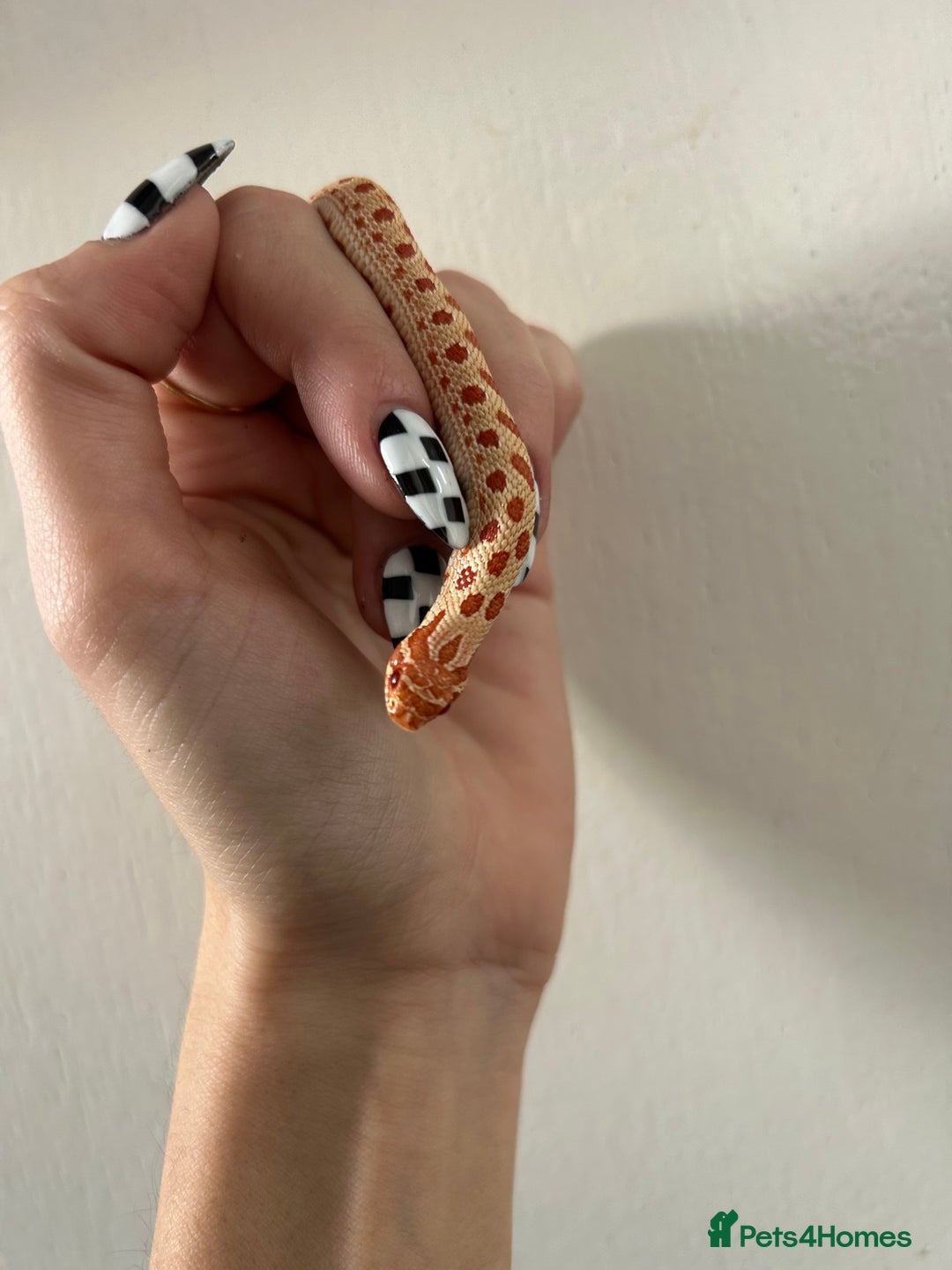 Snake reptiles for sale: Albino Weston hognose  - Advert 2