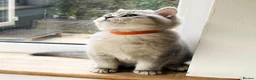 British Shorthair cats for sale: A Girl Available- GCCF/TICA British Shorthair  - Advert 9