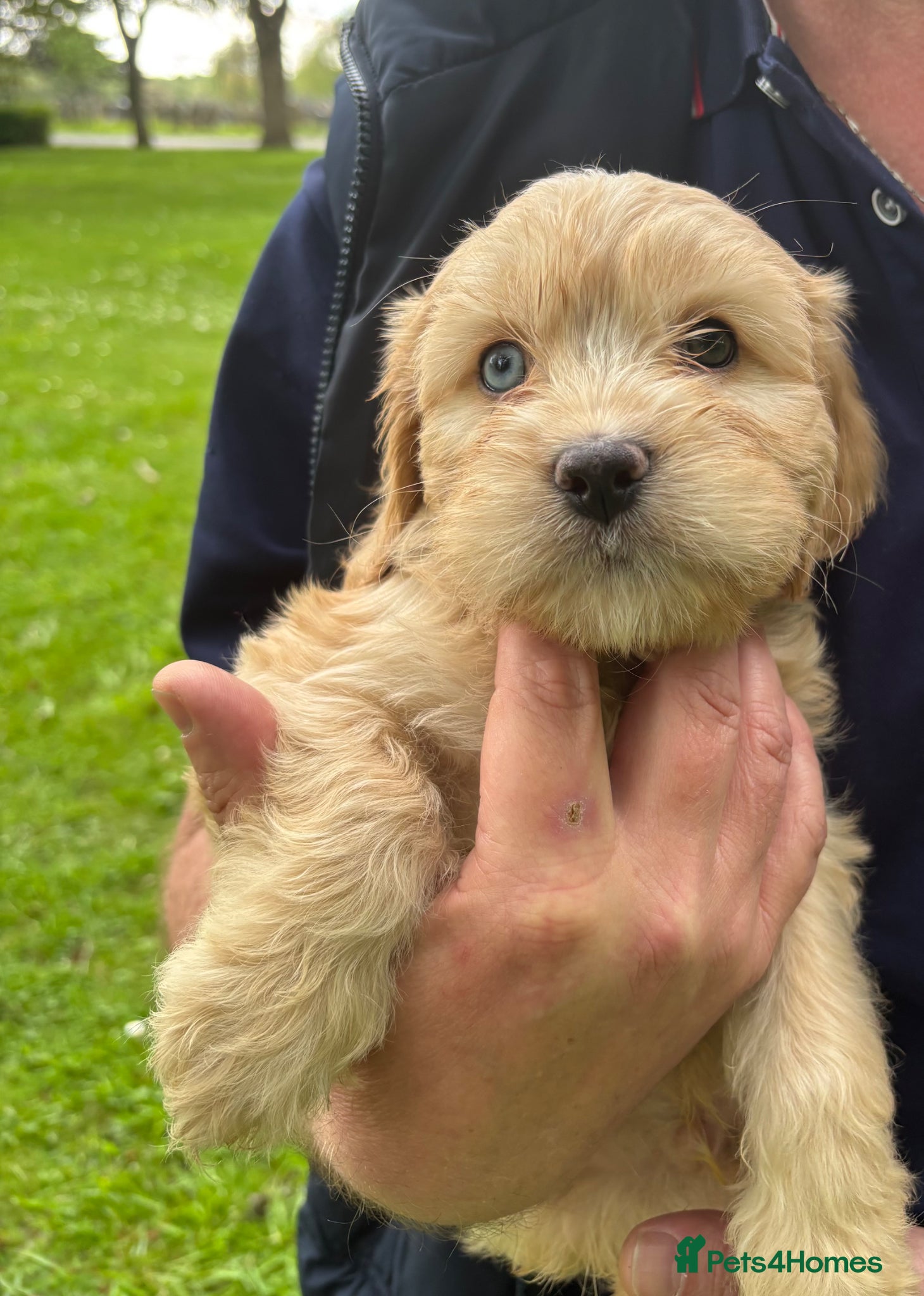 Cavapoo dogs Cavapoo Rare Blue Merle mixed colours available  - Advert 9