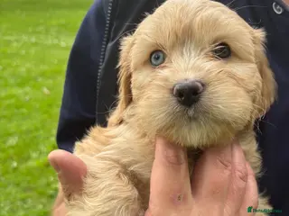 Cavapoo dogs Cavapoo Rare Blue Merle mixed colours available - Advert 9