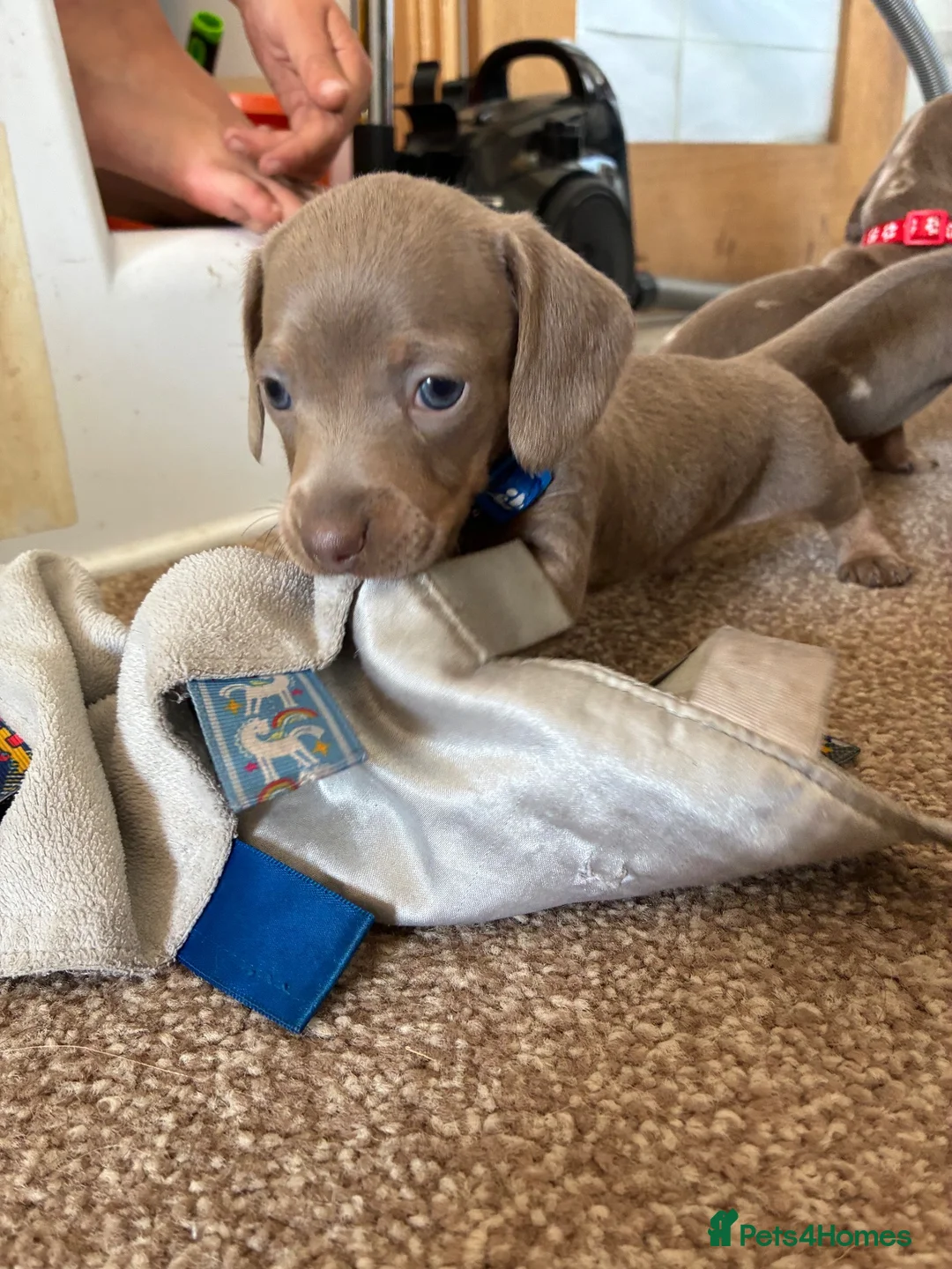 Miniature Dachshund dogs for sale: 1 gorgeous boy miniature dachshund  - Advert 2