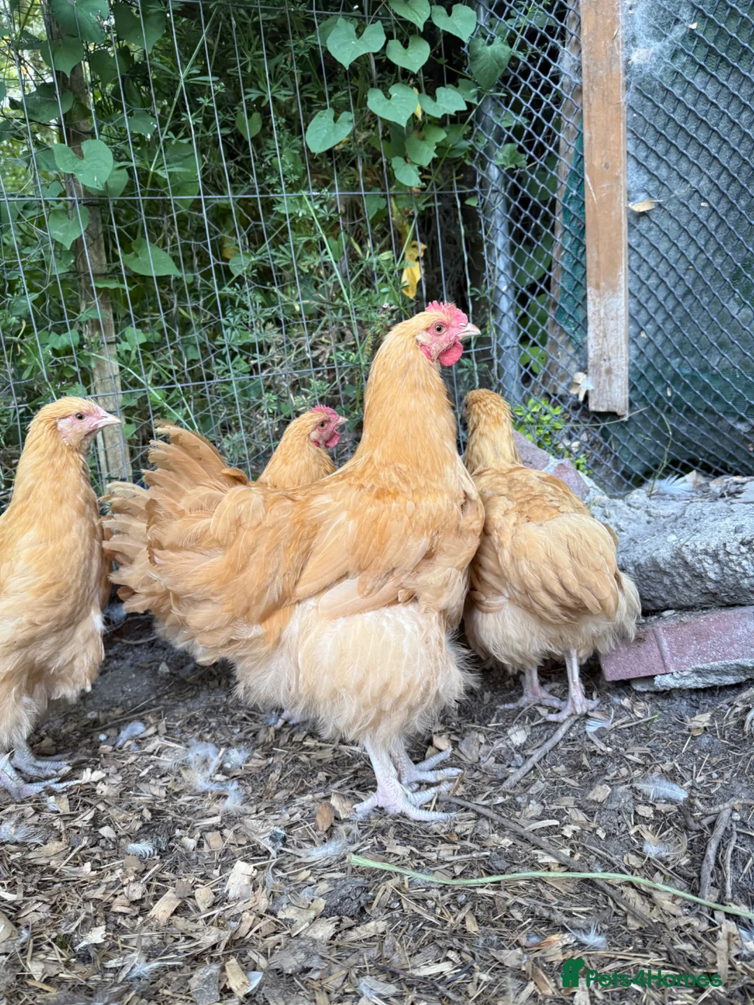 Chickens poultry for sale: Buff Orpington Cockerels  in Marlborough - Advert 1