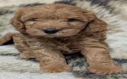 Cockapoo dogs for sale: Beautiful F1 Cockapoo puppies DNA clear - Image 7