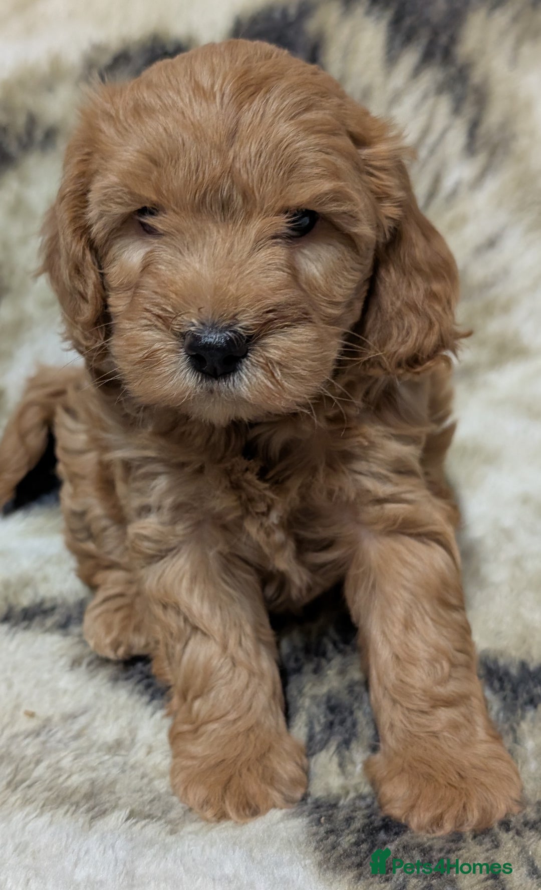 Cockapoo dogs for sale: Beautiful F1 Cockapoo puppies DNA clear - Image 7