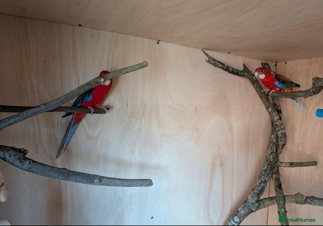 Mixed Breed birds for sale: Pair of year old rosella birds  - Advert 8
