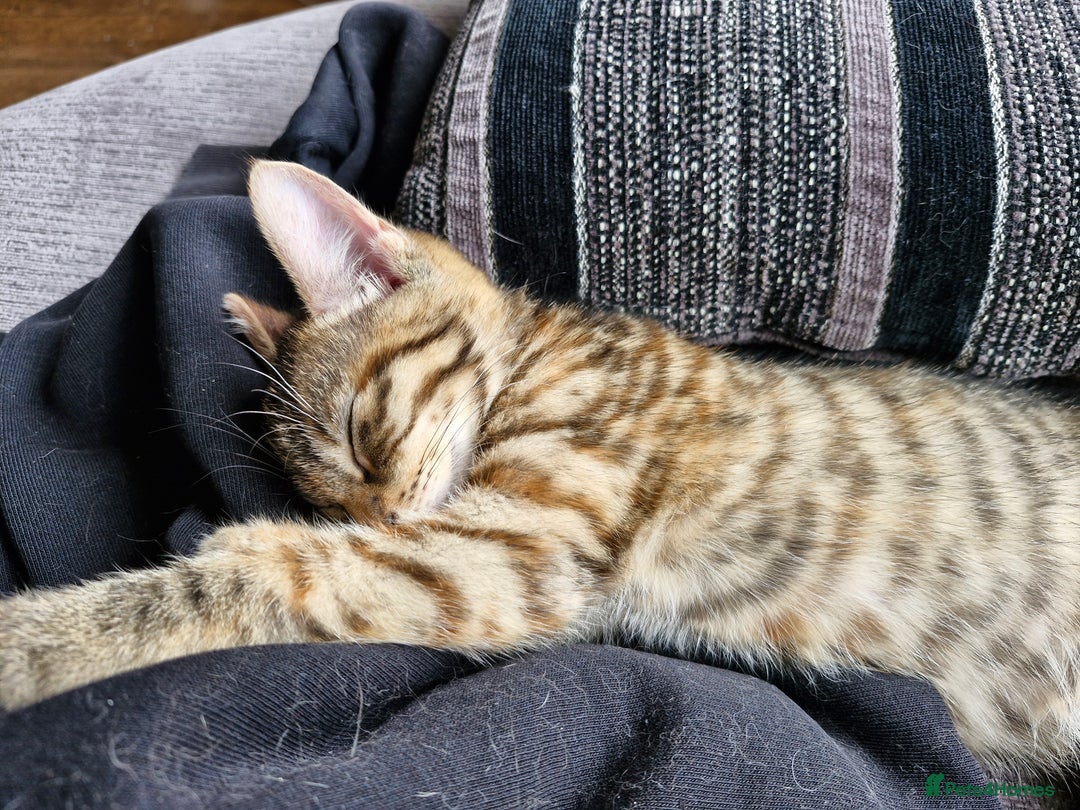 Mixed Breed cats for sale: 2 Tabby kittens  - Image 7