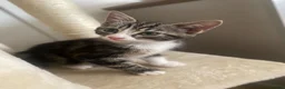 British Shorthair cats for sale: Beautiful female kitten for sale - Advert 2