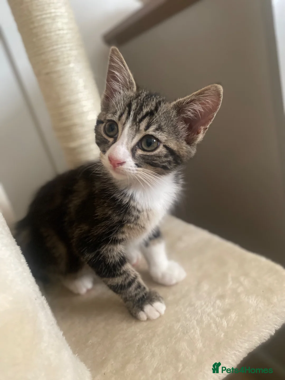 British Shorthair cats for sale: Beautiful female kitten for sale - Advert 2