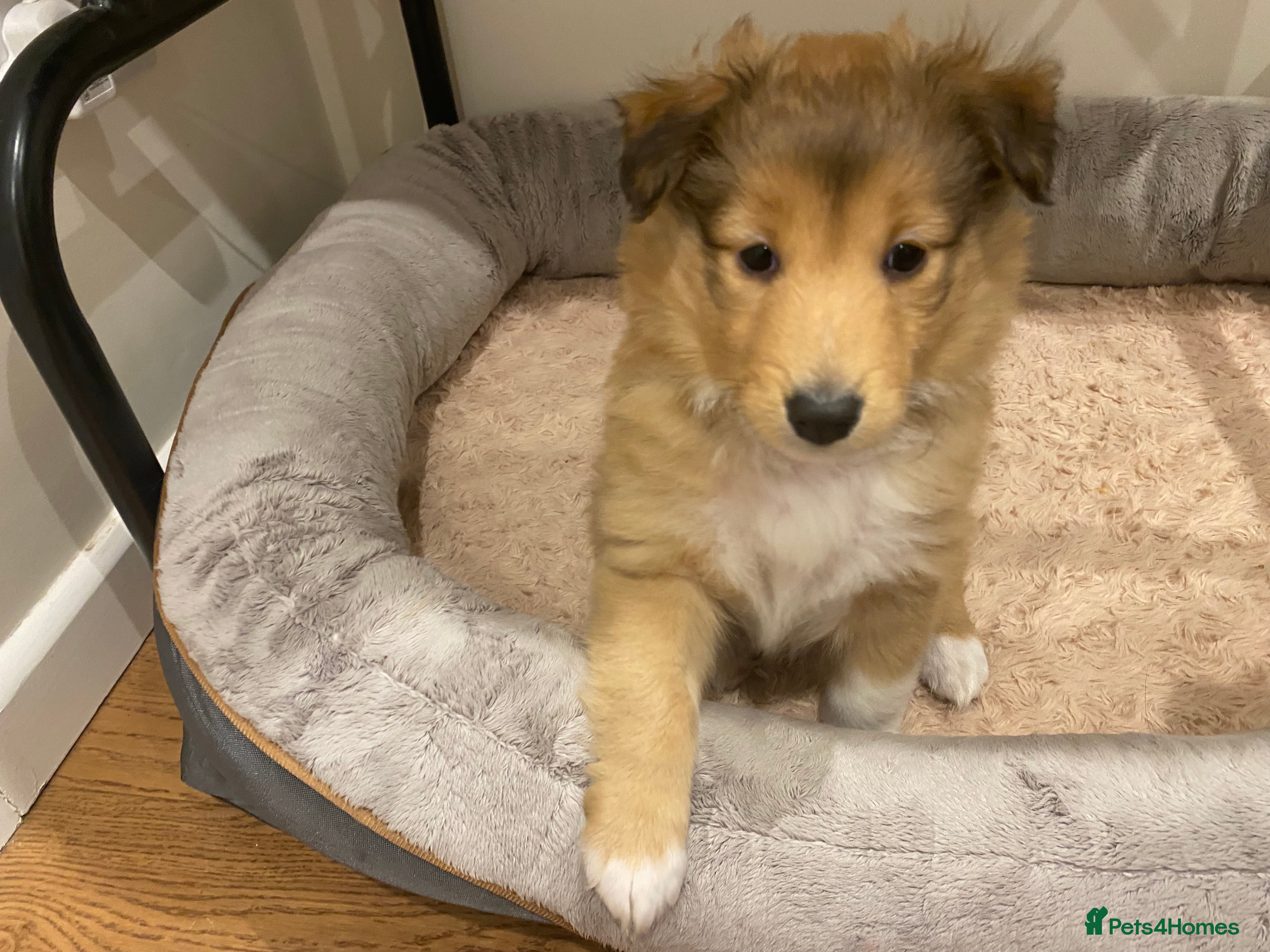 Shetland Sheepdog dogs Shetland sheepdog  - Advert 1