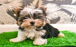 Yorkshire Terrier dogs for sale: Xxs Boy  in Hereford - Image 3