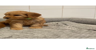 Cockapoo dogs - Advert 8