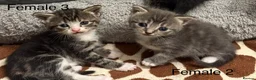 Mixed Breed cats for sale: Lovely Mixed-Breed Kittens Seeking Loving Homes - Advert 6