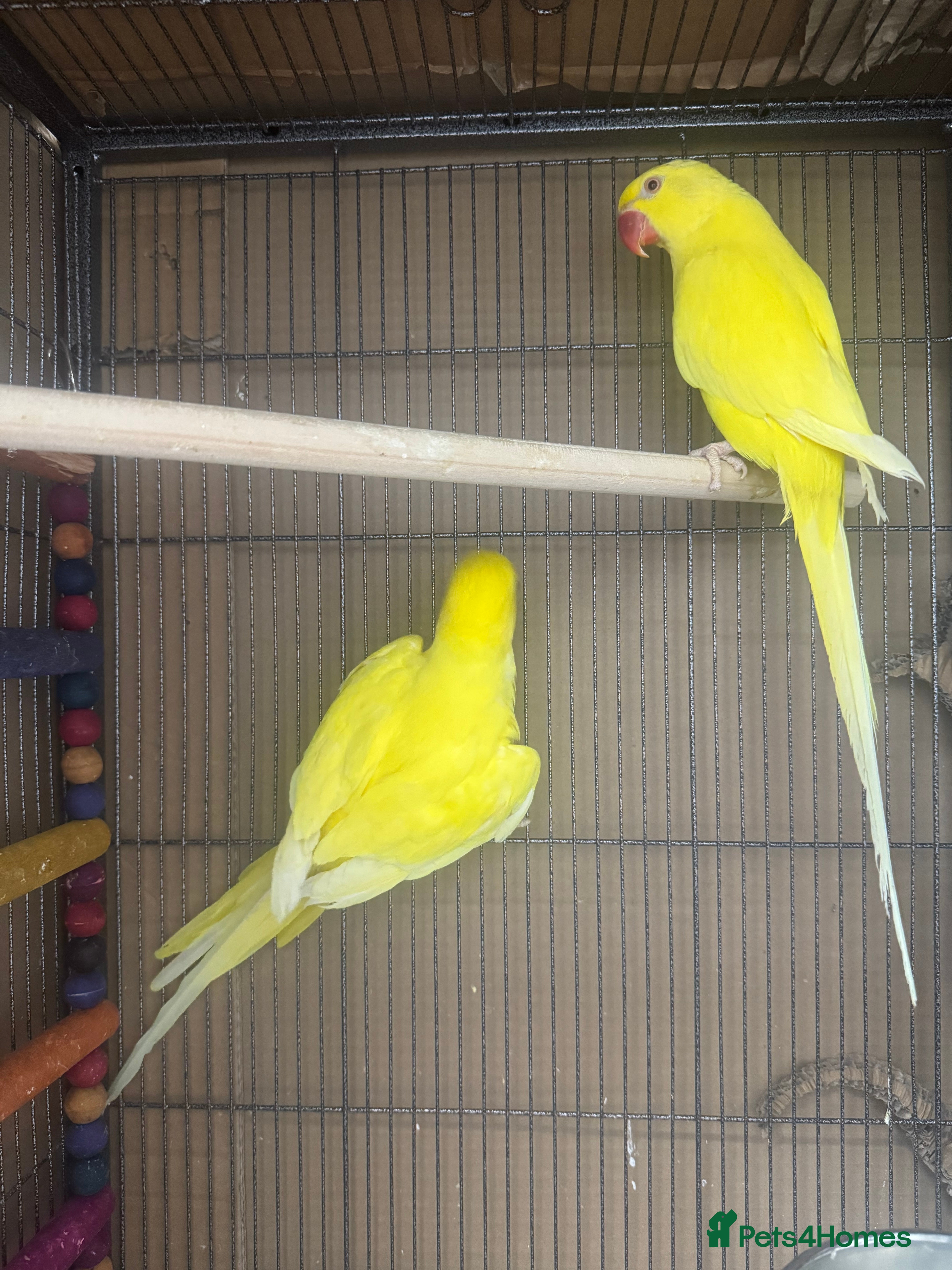 Ringnecks birds Sheffield  - Advert 5