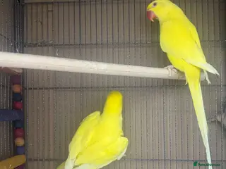 Ringnecks birds Sheffield - Advert 5