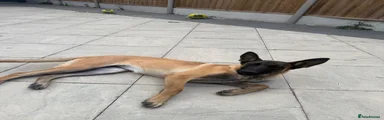 Belgian Malinois puppy