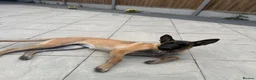 Belgian Shepherd Dog dogs for sale: female in West Drayton - Advert 3