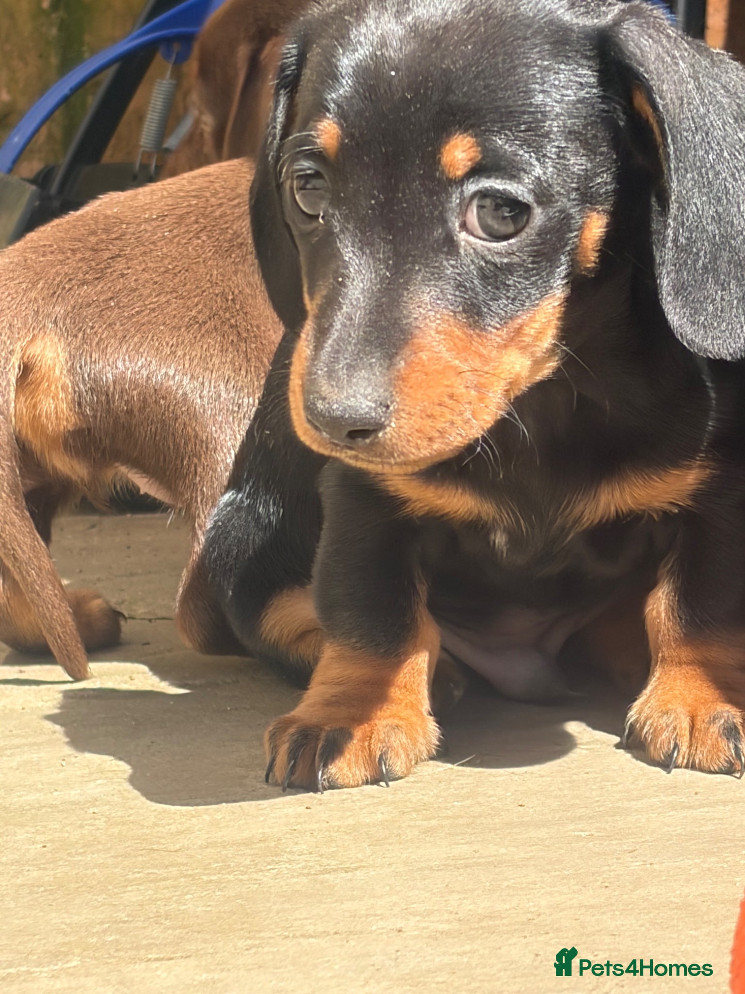 Miniature Dachshund dogs Tiny miniature dachshund boy - Advert 15
