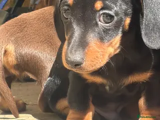 Miniature Dachshund dogs Miniature dachshund Boy - Advert 3