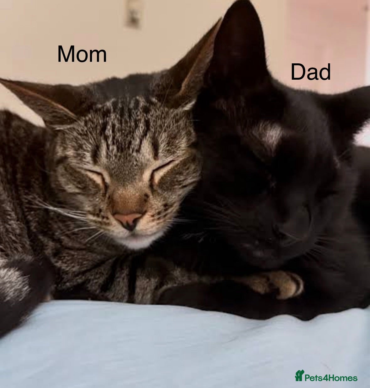 Domestic Shorthair cats Kitten for sale  - Advert 1