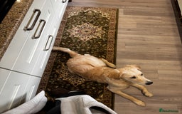 Golden Retriever dogs for sale: Arlo  - Image 5