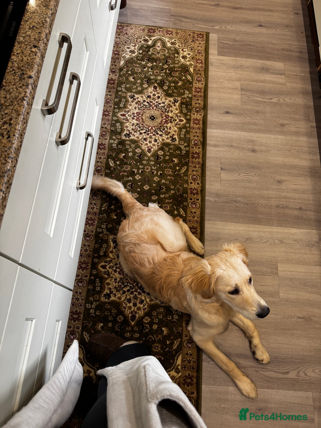Golden Retriever dogs for sale: Arlo  - Image 5