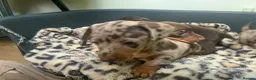 Miniature Dachshund dogs for sale: Funny happy miniature dachshund puppies - Advert 28