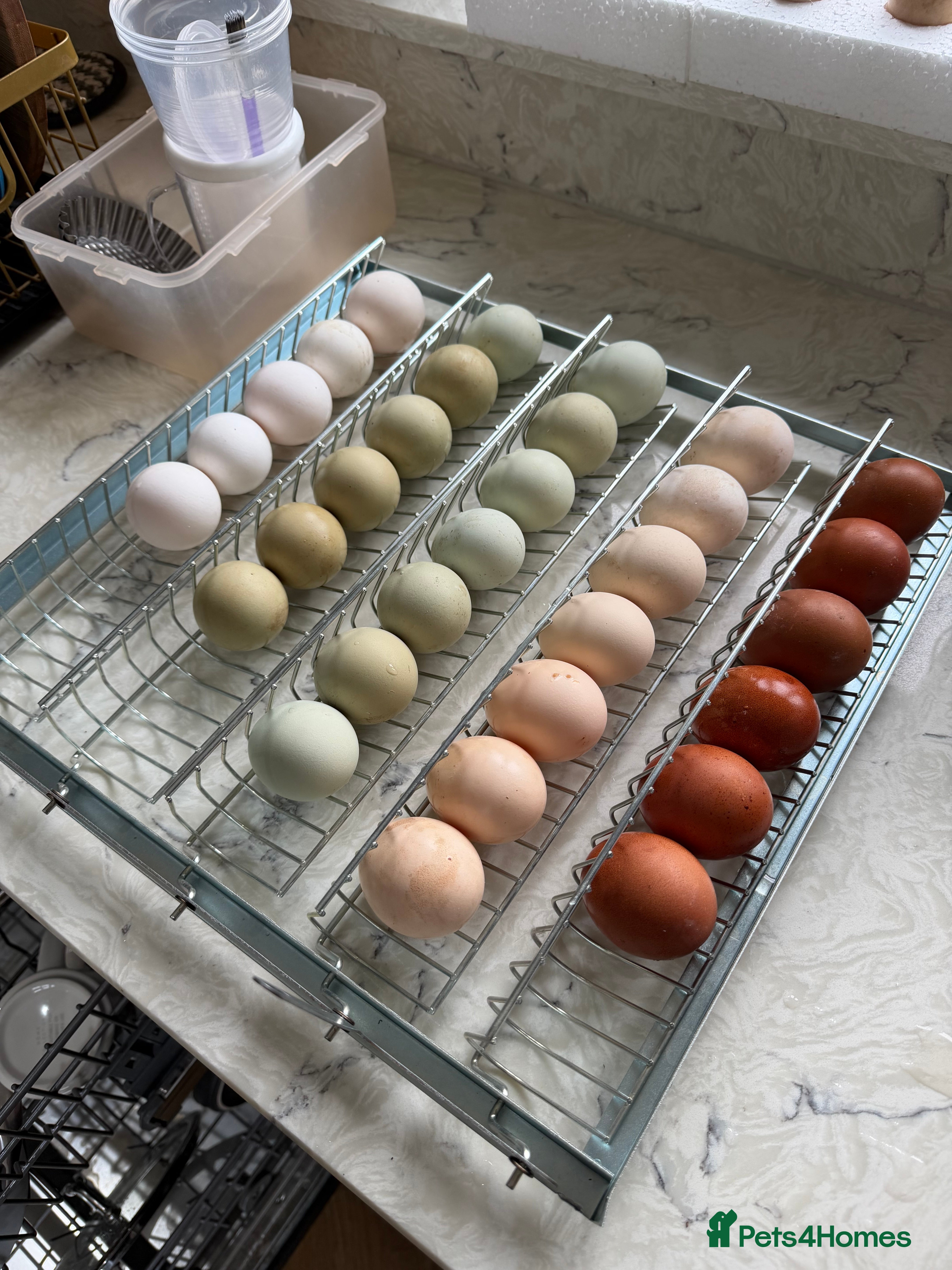 Chickens poultry Hatching Eggs - Blue, Green, Brown and cream eggs - Advert 14