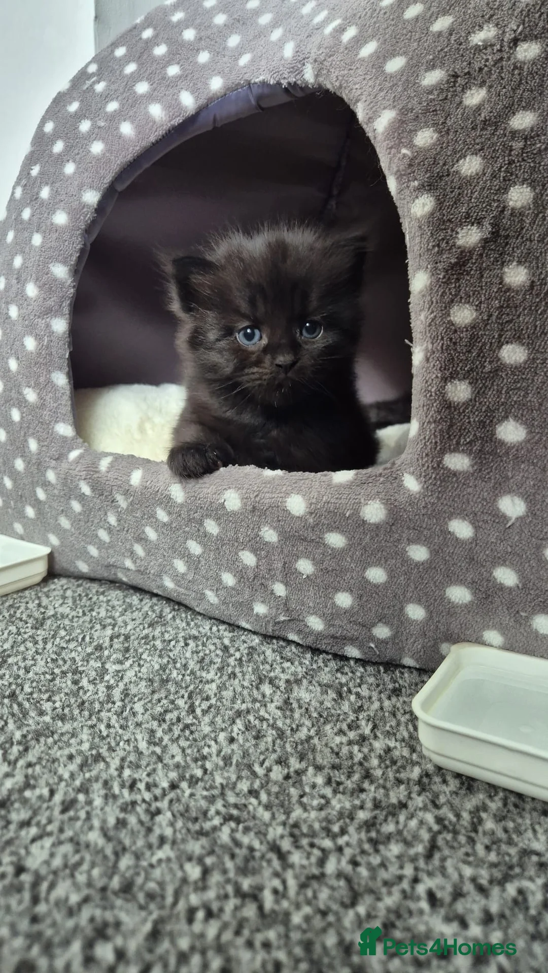 Mixed Breed cats for sale: Kitten  in Stoke-on-Trent - Advert 2