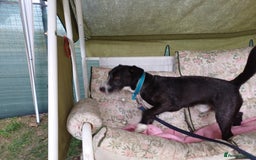 Mixed Breed dogs for adoption: Lovely JR & Patterdale BERTIE - for a  Loving Home - Image 14