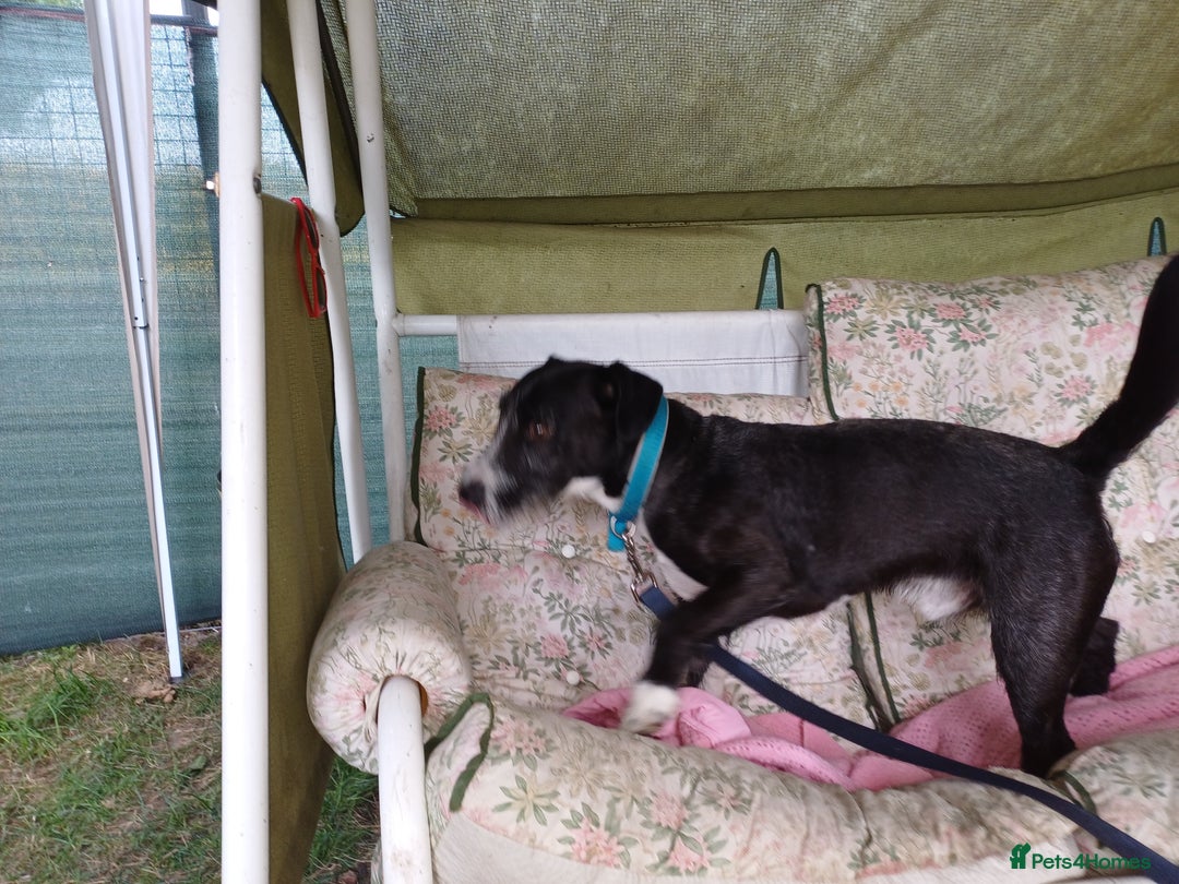 Mixed Breed dogs for adoption: Lovely JR & Patterdale BERTIE - for a  Loving Home - Image 14
