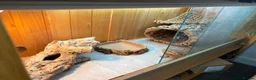 Bearded Dragon reptiles for sale: Bearded Dragon in Markfield - Advert 4