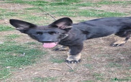 German Shepherd dogs for sale: German shepherd puppy - Image 4