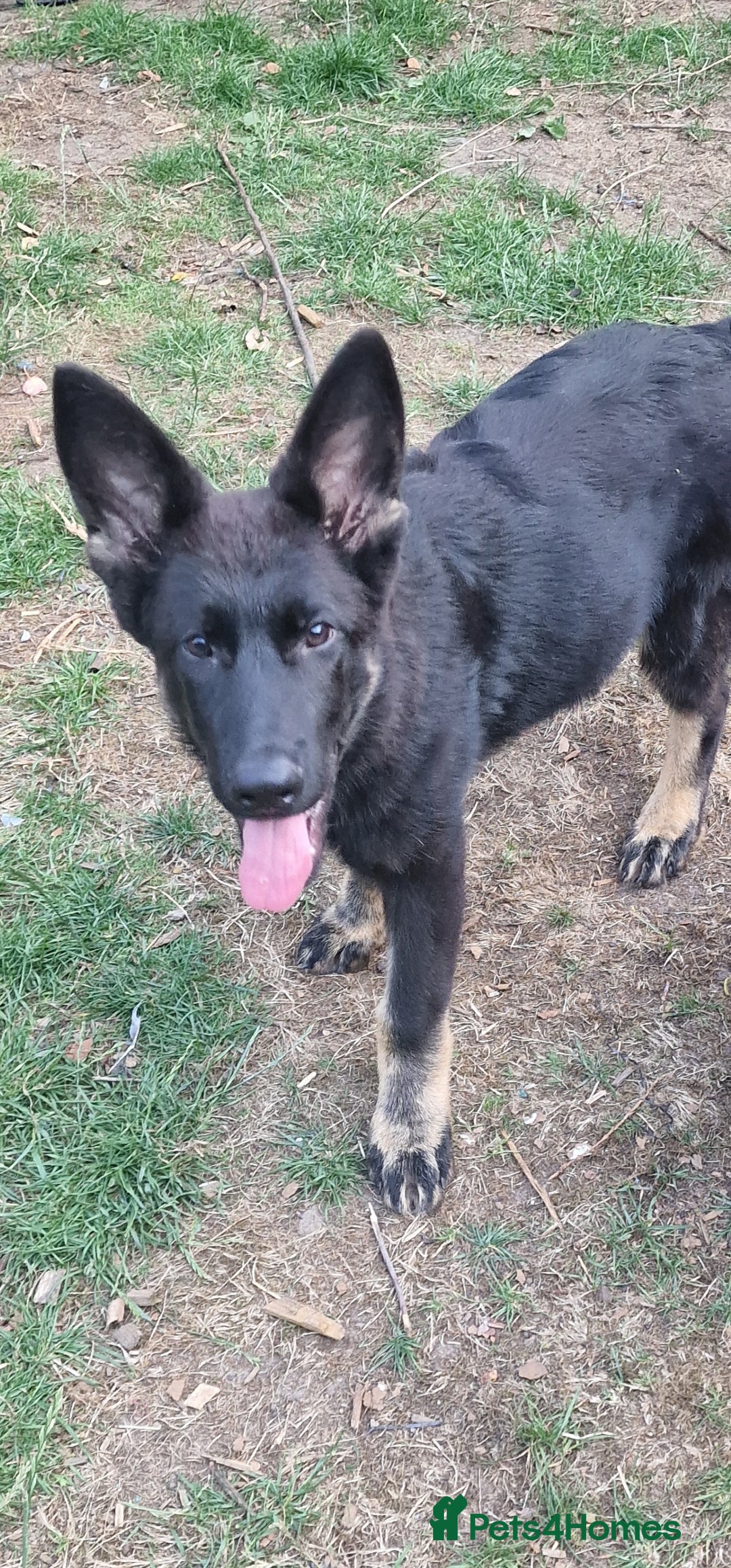 German Shepherd dogs for sale: German shepherd puppy - Image 4