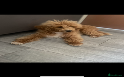 Toy Poodle dogs for sale: Beautiful apricot toy poodle  - Image 2