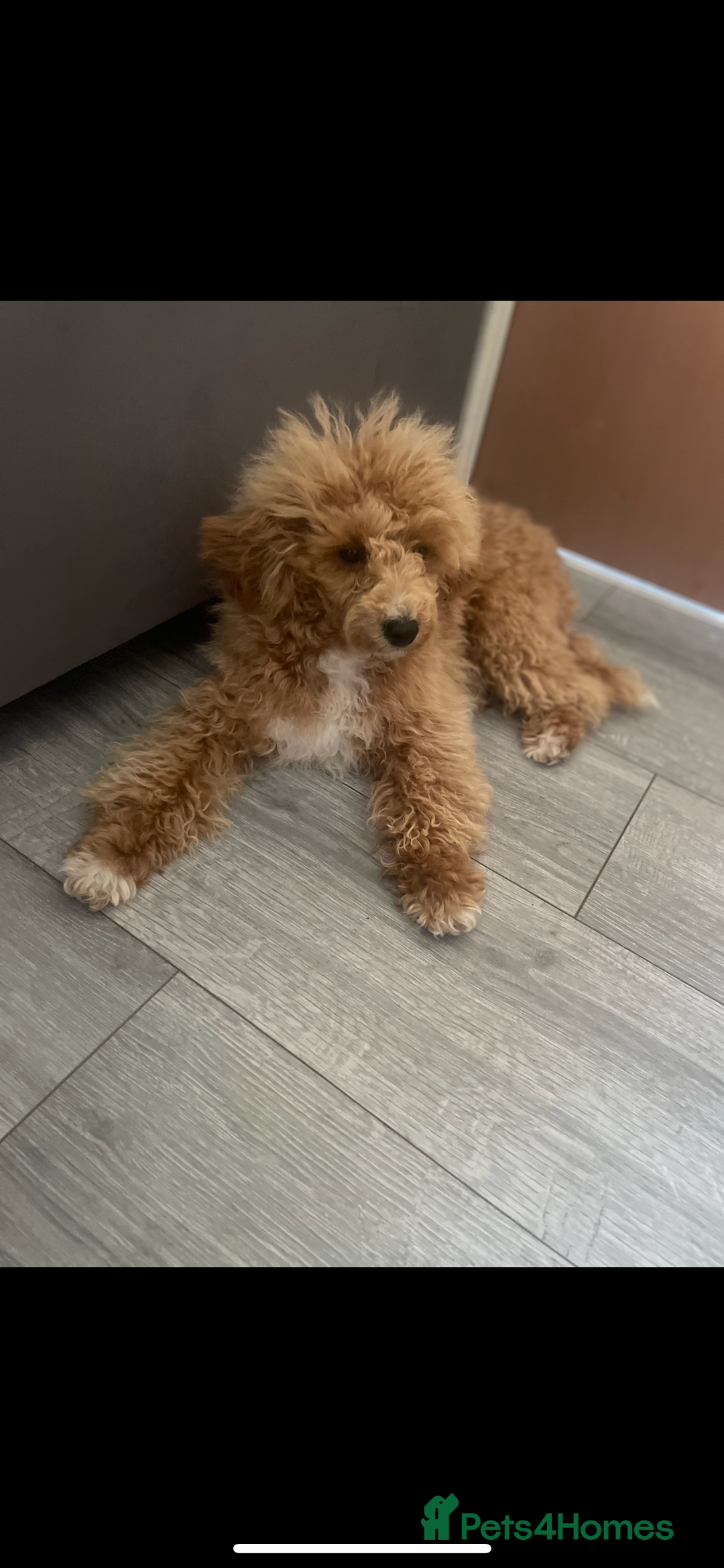 Toy Poodle dogs for sale: Beautiful apricot toy poodle  - Image 2