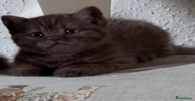British Shorthair cats - Advert 15