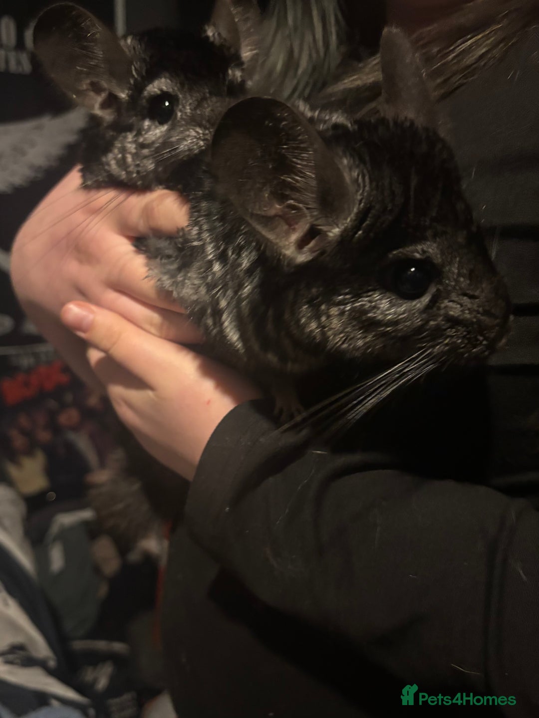 Chinchilla rodents for sale: 2 chinchillas with set up - Advert 3
