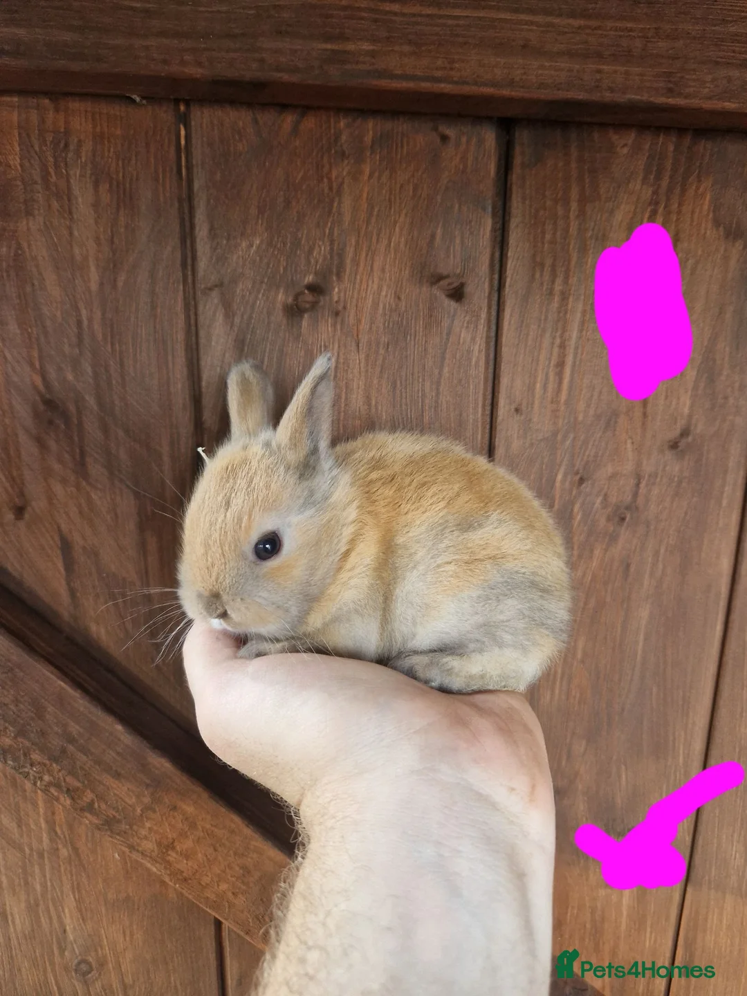 Mixed Breed rabbits for sale: Very tame baby rabbits  - Advert 2