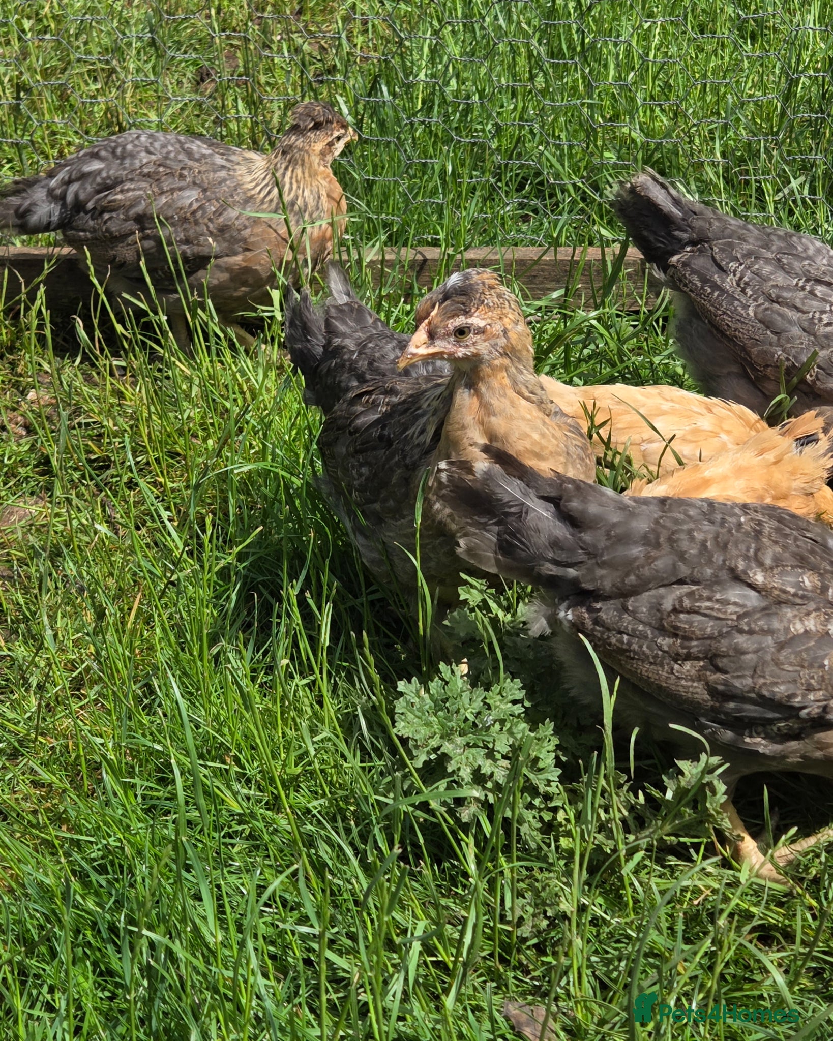 Chickens poultry Cream legbar hens - Advert 11